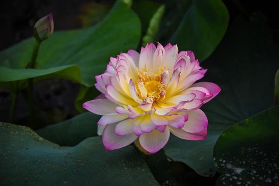 青年莲花保养灯怎么归零（莲花汽车保养灯如何复位）